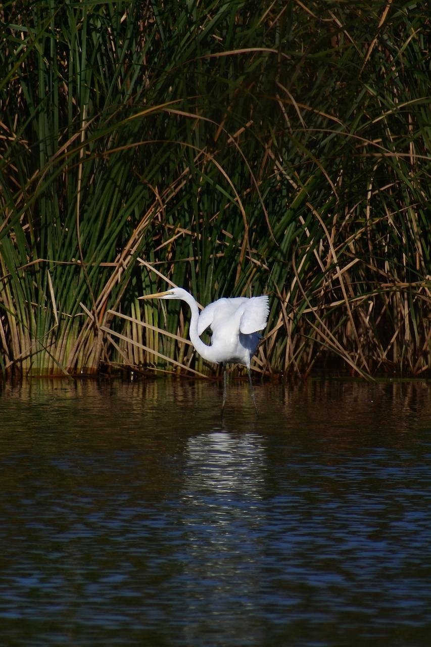 Gyvūnas, Upė, Vandentiekis, Laukiniai Paukščiai, Egret, Mentės, Laukinis Gyvūnas, Natūralus, Kraštovaizdis, Nemokamos Nuotraukos