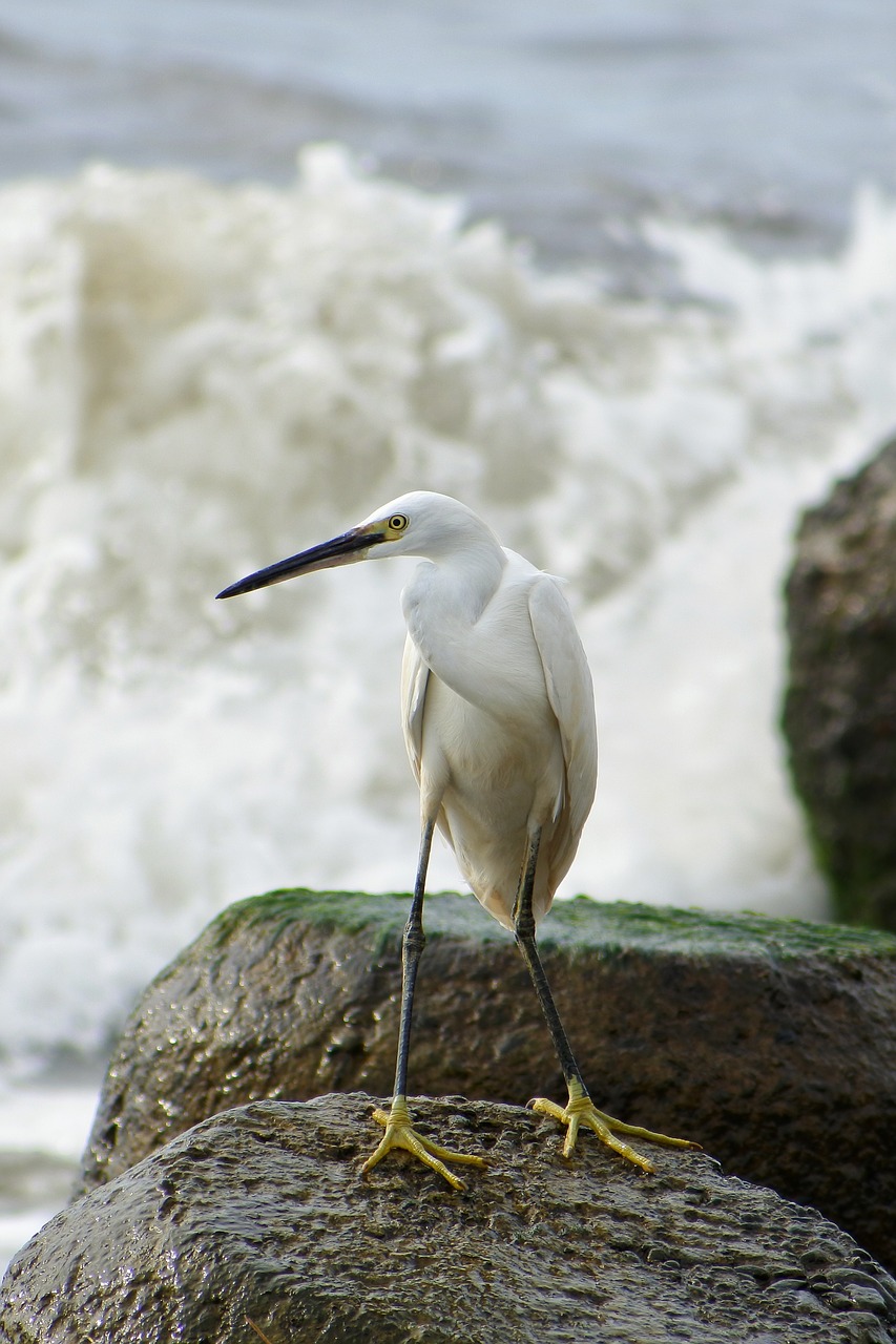 Gyvūnas, Jūra, Upė, Estuarija, Rokas, Banga, Papludimys, Laukiniai Paukščiai, Heronas, Egret