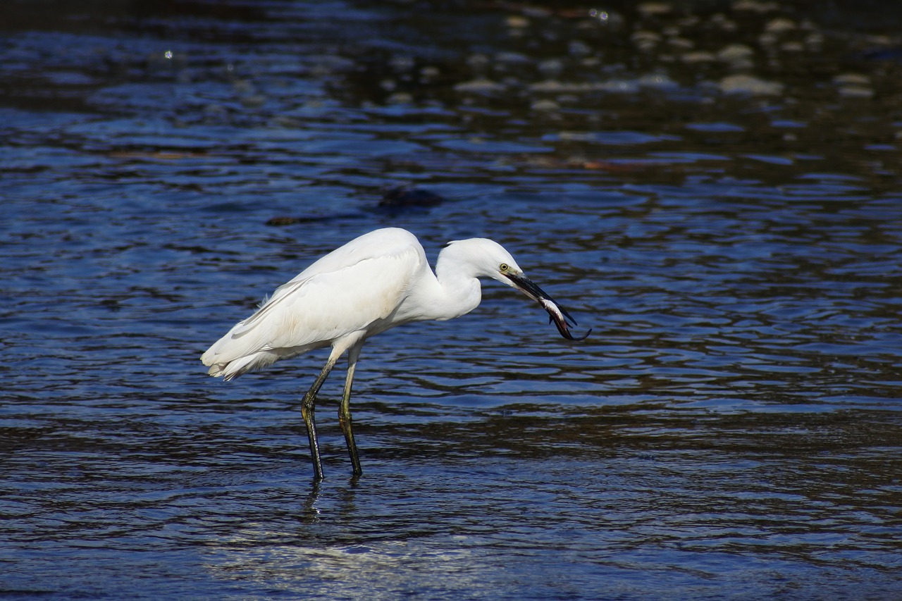 Gyvūnas, Jūra, Upė, Estuarija, Banga, Papludimys, Laukiniai Paukščiai, Egret, Triušis, Plėšrūnai