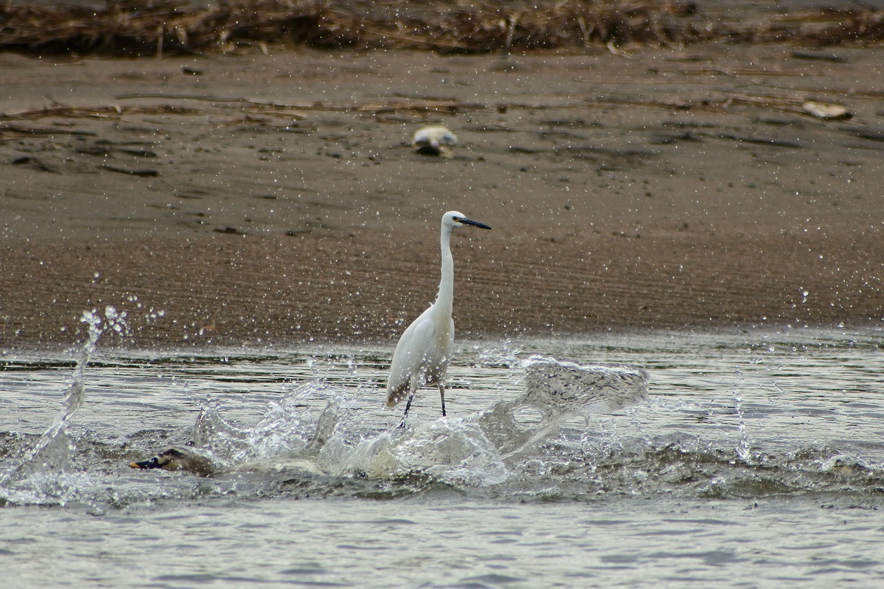 Gyvūnas, Jūra, Upė, Vandentiekis, Banga, Papludimys, Laukiniai Paukščiai, Egret, Triušis, Laukinis Gyvūnas