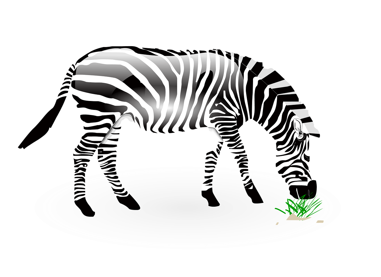 Gyvūnas, Zebra, Laukiniai, Laukinė Gamta, Gamta, Zoologijos Sodas, Afrika, Safari, Džiunglės, Blizga Zebra