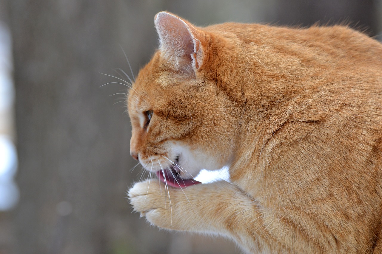 Gyvūnas, Katė, Vidaus, Oranžinė, Tabby, Valymas, Paw, Nemokamos Nuotraukos,  Nemokama Licenzija