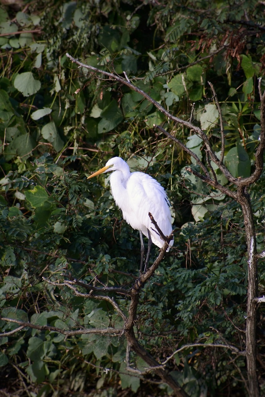 Gyvūnas, Upė, Vandentiekis, Mediena, Žalias, Paukštis, Laukiniai Paukščiai, Heronas, Egret, Laukinis Gyvūnas