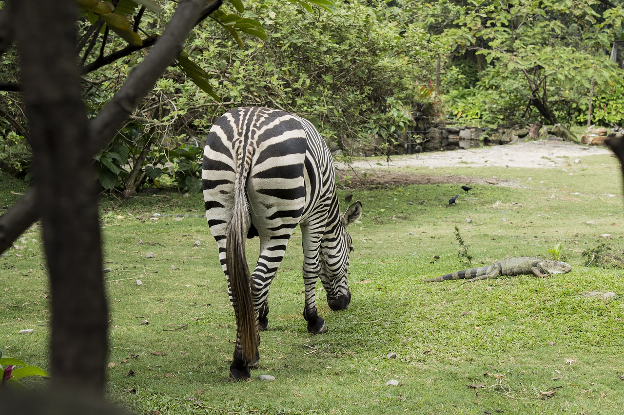 Gyvūnas, Laukiniai, Zebra, Buveinė, Nemokamos Nuotraukos,  Nemokama Licenzija
