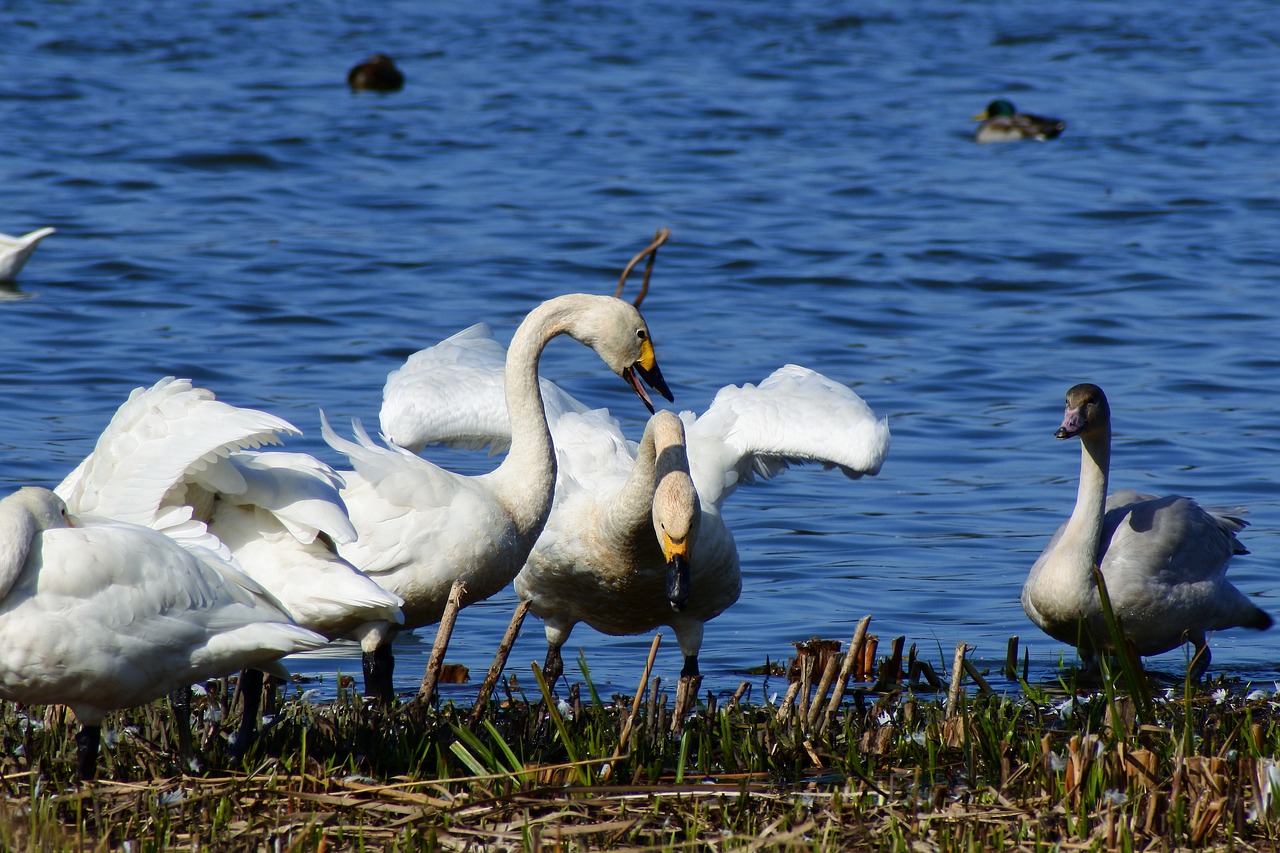 Gyvūnas, Ežeras, Japonija, 佐 佐, Kopos Ežeras, Ramsar Svetainė, Paukštis, Laukiniai Paukščiai, Vandens Paukščiai, Laukai