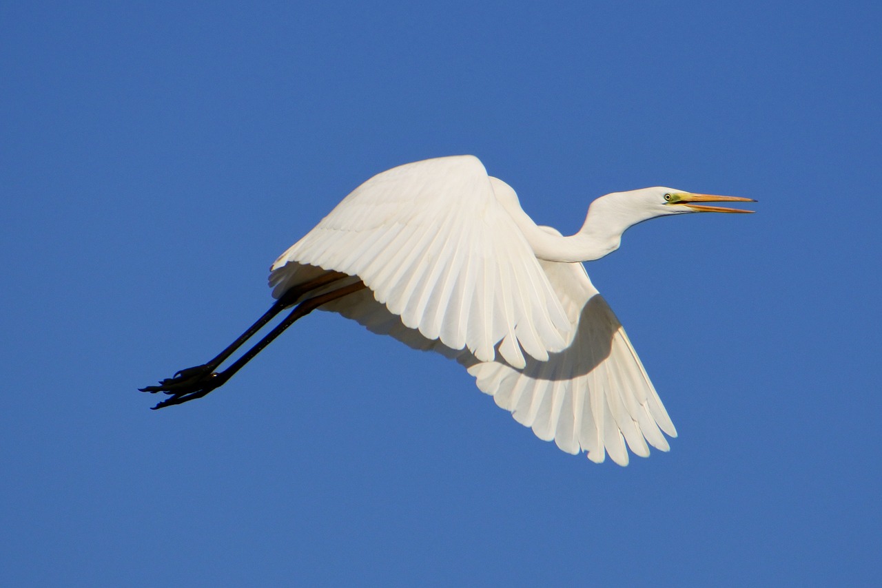 Gyvūnas, Dangus, Paukštis, Laukiniai Paukščiai, Heronas, Egret, Mentės, Sparnai, Skrydis, Laisvas