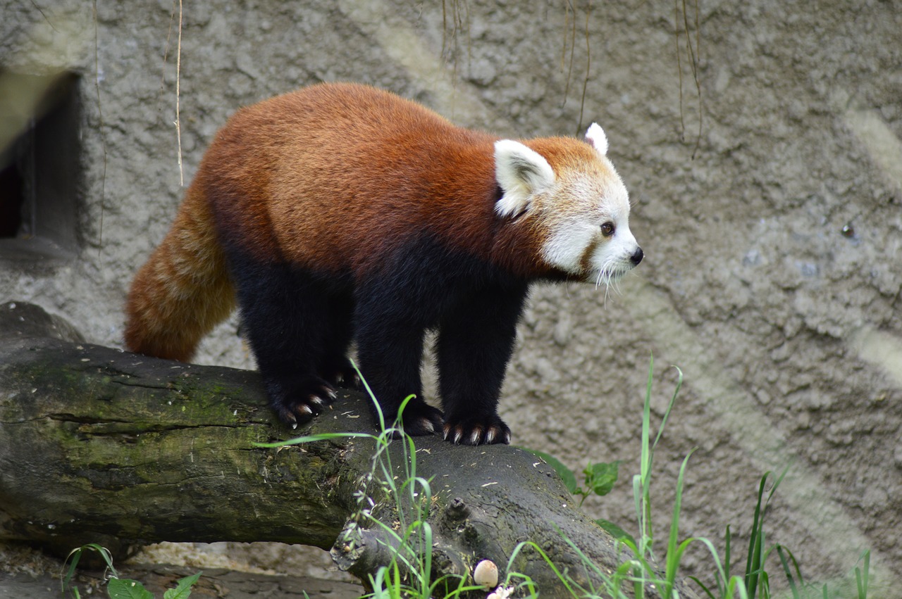 Gyvūnas, Raudonoji Panda, Zoologijos Sodas, Nemokamos Nuotraukos,  Nemokama Licenzija