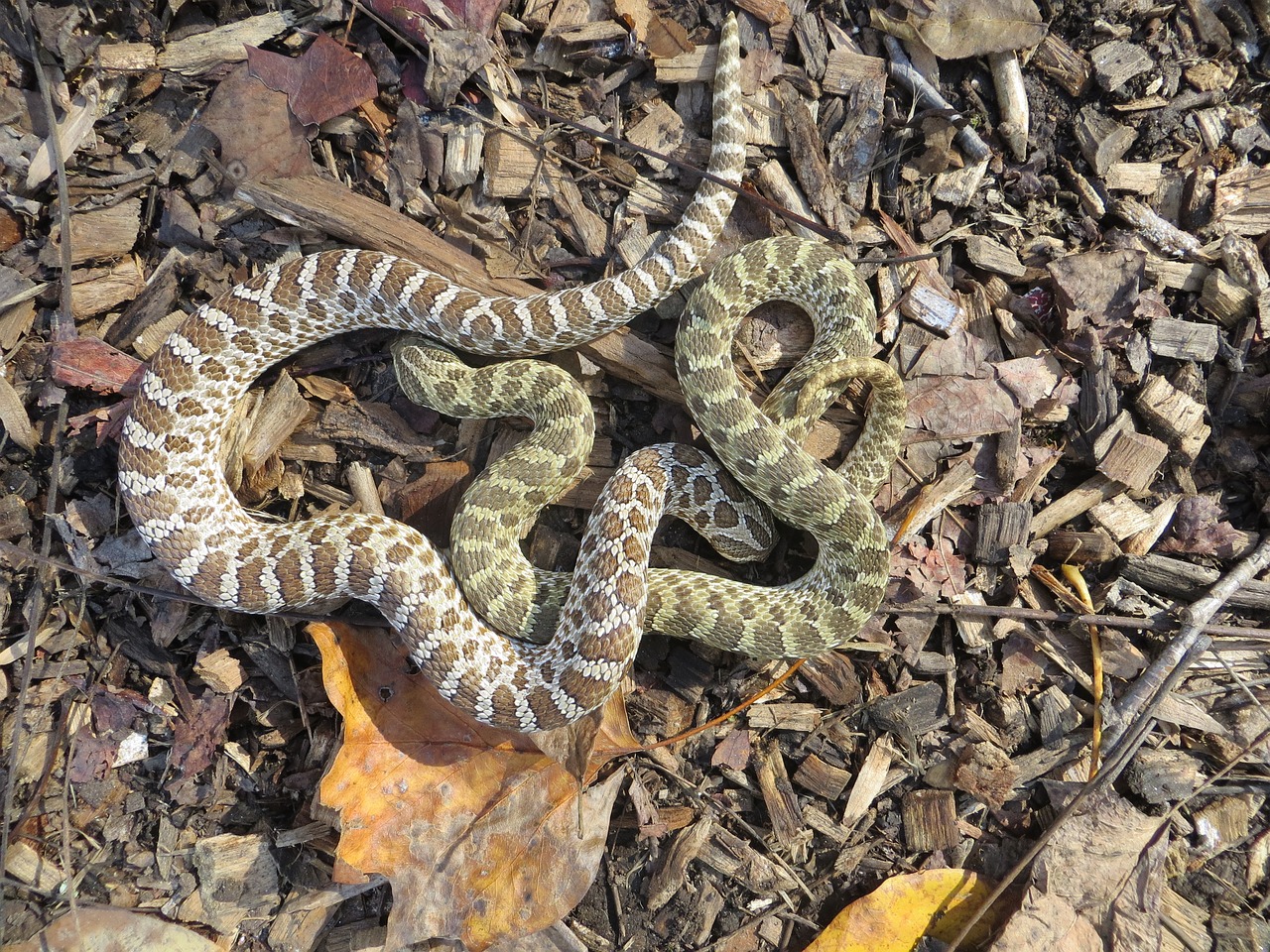 Gyvūnas, Laukinė Gamta, Gyvatė, Ropliai, Hognose, Kamufliažas, Nemokamos Nuotraukos,  Nemokama Licenzija