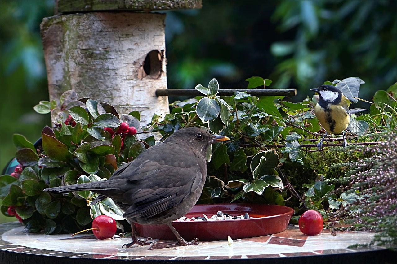 Gyvūnas, Paukštis, Juoda Paukštis, Turdus Merola, Šunys, Parus Majoras, Maistas, Pamušalo Plokštė, Futterneid, Badas