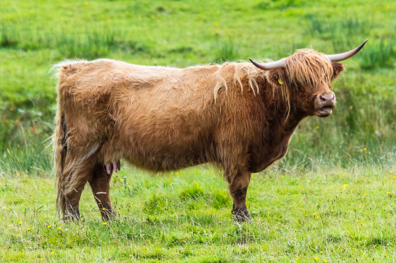 Gyvūnas, Ragai, Karvė, Škotiškas Hochlandrindas, Ruda, Nemokamos Nuotraukos,  Nemokama Licenzija