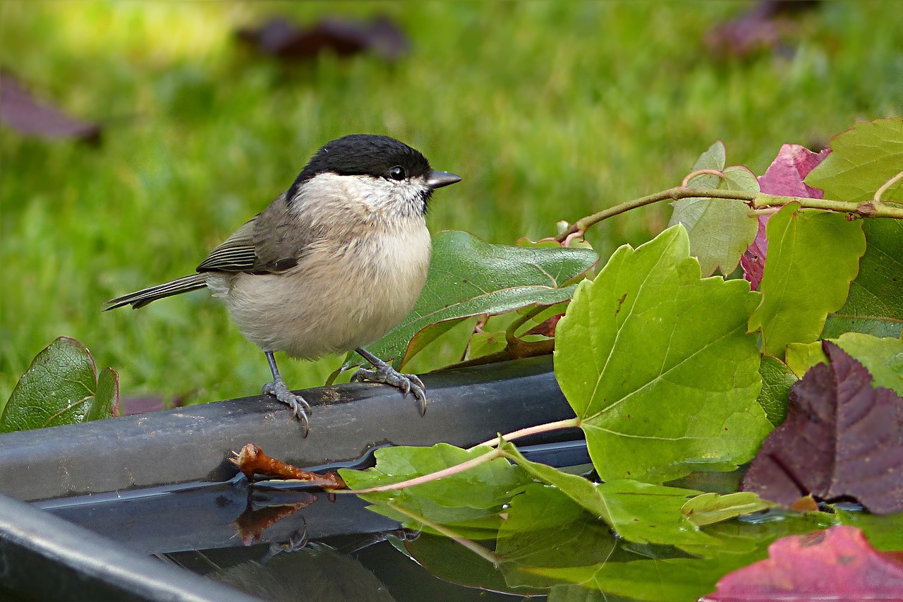 Gyvūnas, Paukštis, Šunys, Pelkės, Parus Palustris, Maitinimas, Gerti, Sodas, Vasara, Nemokamos Nuotraukos