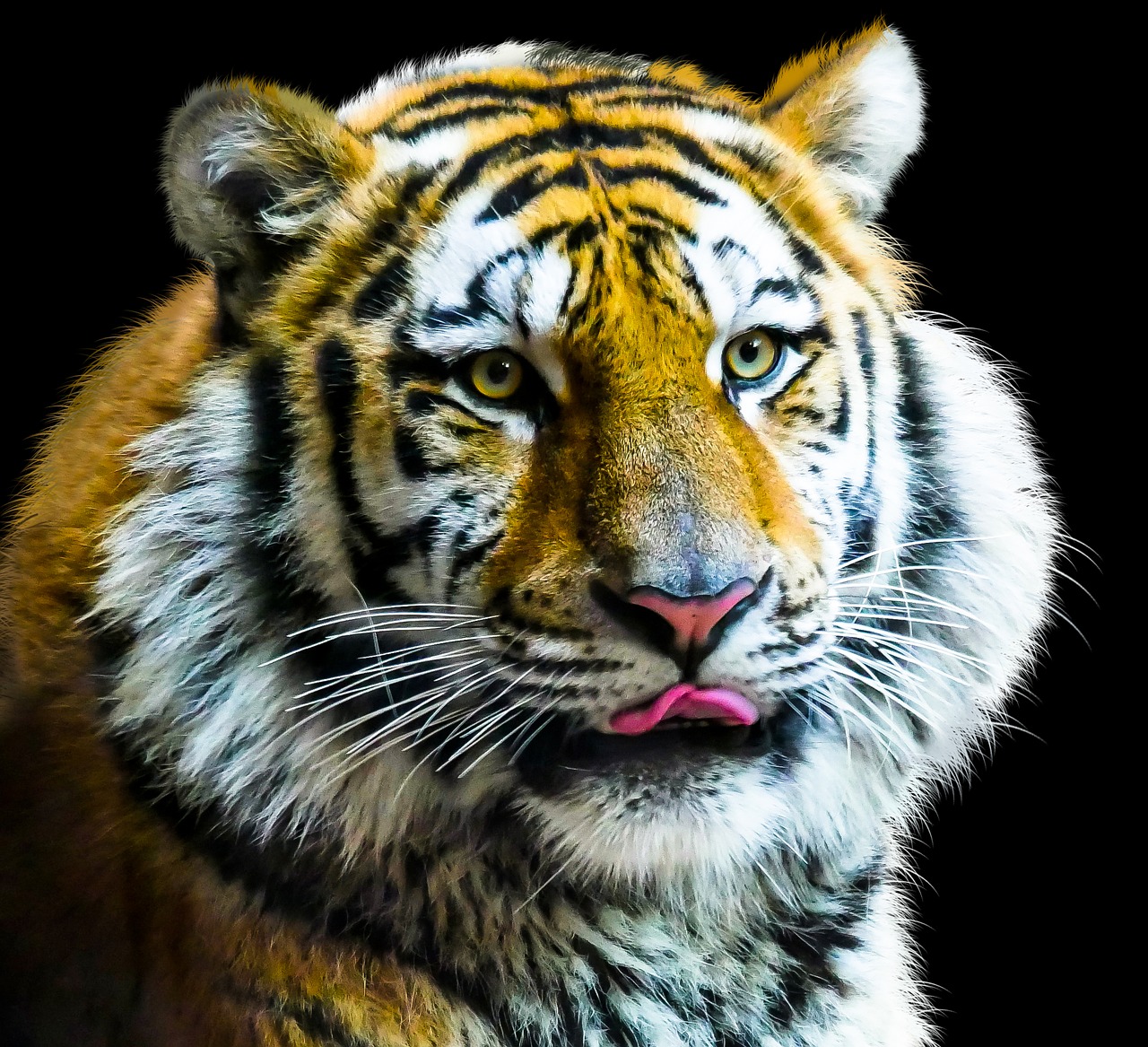 Gyvūnas, Tigras, Katė, Amurtiger, Plėšrūnas, Pavojingas, Sibiro Tigras, Tigro Galva, Tigro Portretas, Gyvūnų Portretas