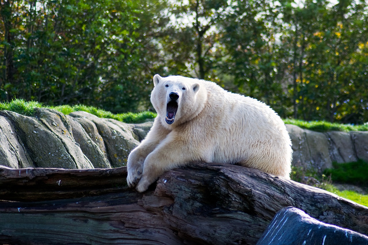 Gyvūnas, Baltoji Meška, Balta, Turėti, Arktinė, Gamta, Nyderlandai, Zoologijos Sodas, Nemokamos Nuotraukos,  Nemokama Licenzija