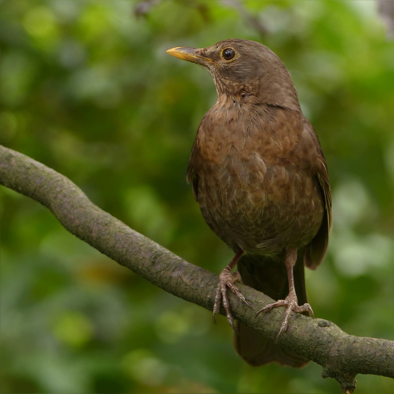 Gyvūnas, Paukštis, Juoda Paukštis, Turdus Merula, Sėdi, Filialas, Maitinimas, Dėmesio, Sodas, Nemokamos Nuotraukos