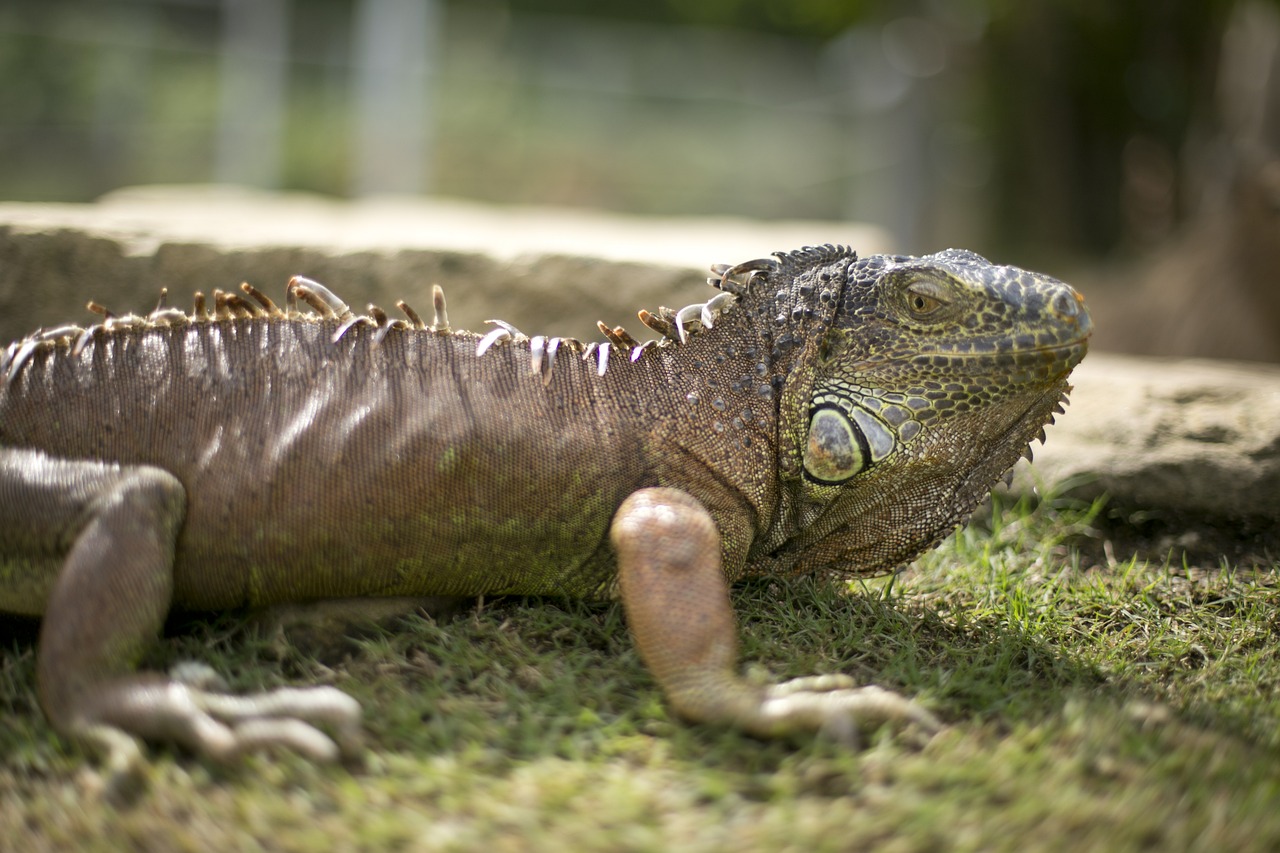 Gyvūnas, Iguana, Zoologijos Sodas, Maži Gyvūnai, Laukinis Gyvūnas, Nemokamos Nuotraukos,  Nemokama Licenzija