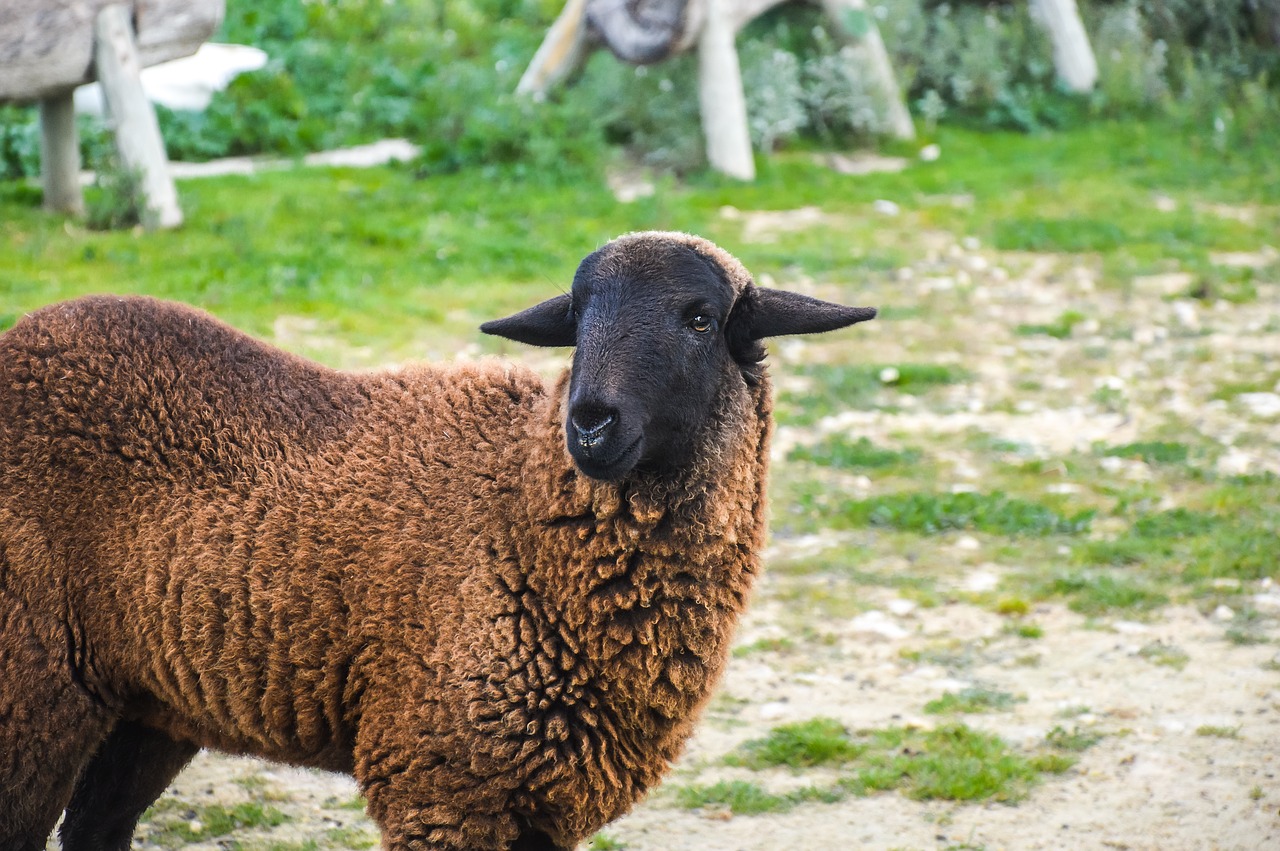 Gyvūnas, Ožka, Avys, Laukas, Gyvūnų Pasaulis, Gamta, Gyvūnai, Ūkis, Žinduoliai, Fauna