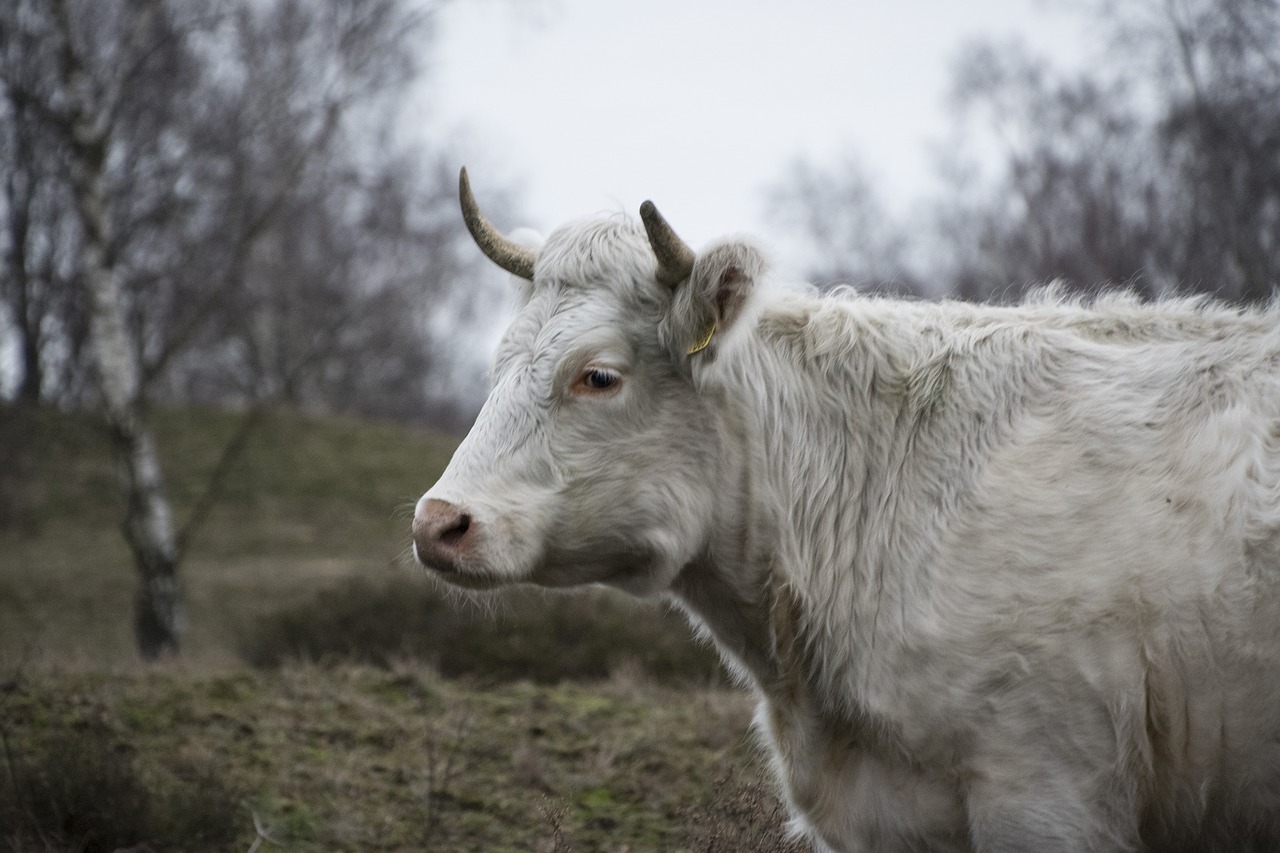 Gyvūnas, Gamta, Žinduolis, Ūkis, Žolė, Karvė, Žiema, Žemė, Galvijai, Gyvūnų Pasaulis