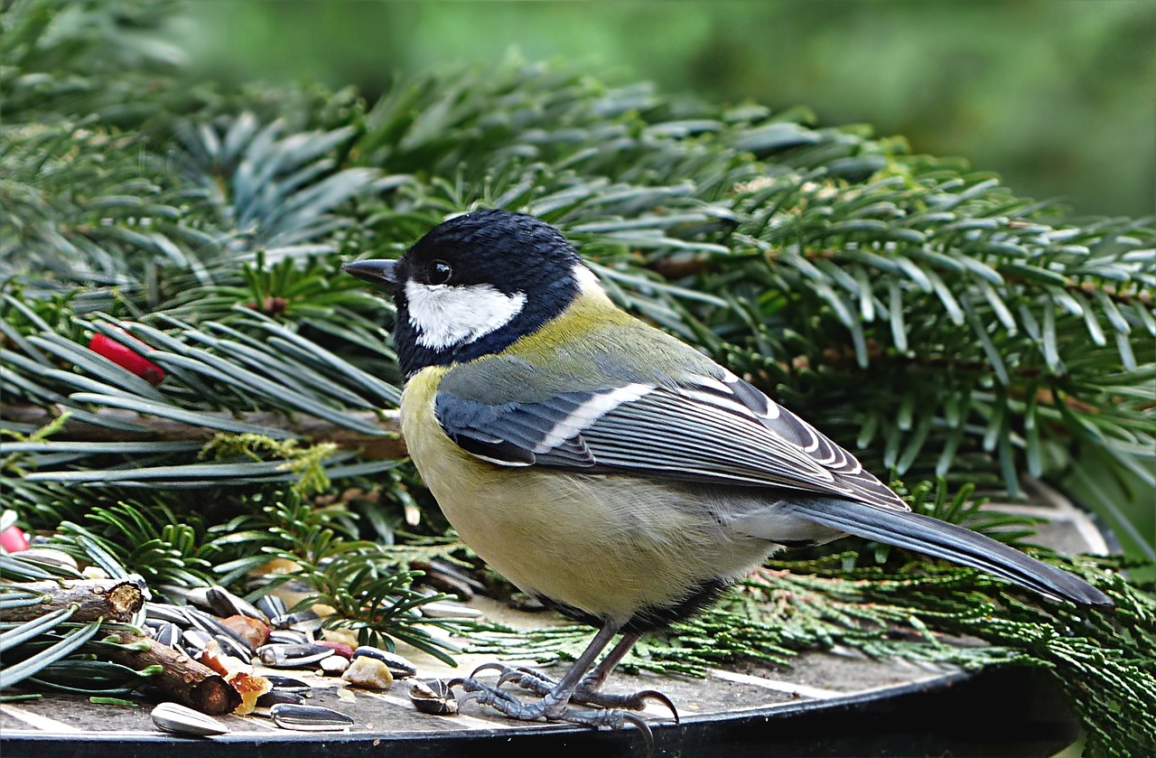 Gyvūnas, Paukštis, Šunys, Parus Majoras, Giesmininkas, Maitinimas, Badas, Pašarų Grūdai, Sodas, Nemokamos Nuotraukos