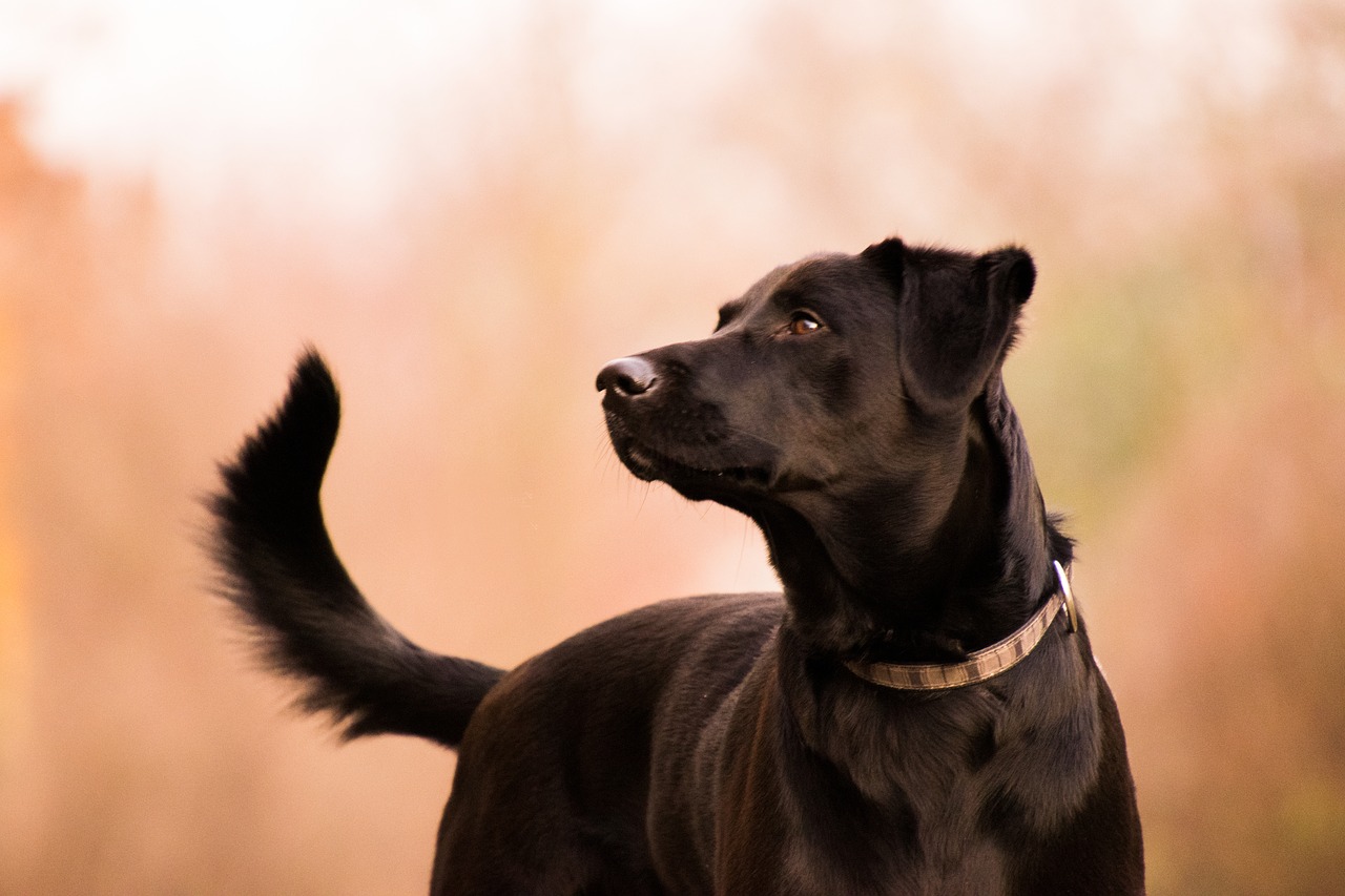 Gyvūnas, Mielas, Portretas, Žinduolis, Labradoras, Juoda, Nemokamos Nuotraukos,  Nemokama Licenzija