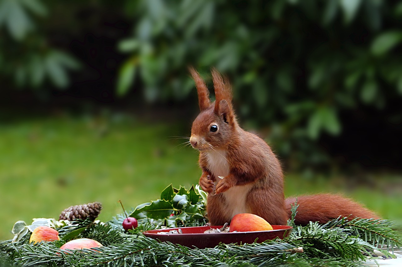 Gyvūnas, Graužikas, Žinduolis, Voverė, Sciurus Vulgaris, Mielas, Badas, Maitinimas, Pamušalo Plokštė, Grūdai