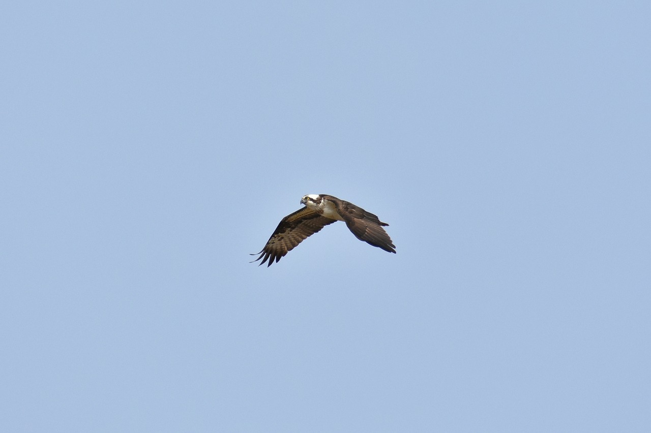 Gyvūnas,  Dangus,  Paukštis,  Laukiniai Paukščiai,  Sąskaita,  Osprey,  Plunksnos,  Sparnai,  Skrydis,  Laisvas