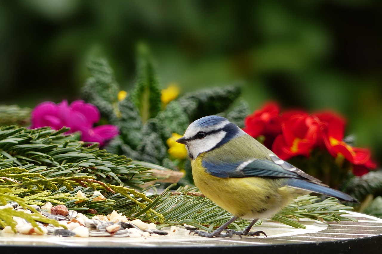 Gyvūnas,  Paukštis,  Šunys,  Mėlynas Dantis,  Cyanistes Caeruleus,  Giesmininkas,  Maitinimas,  Badas,  Pašarų Grūdai,  Be Honoraro Mokesčio