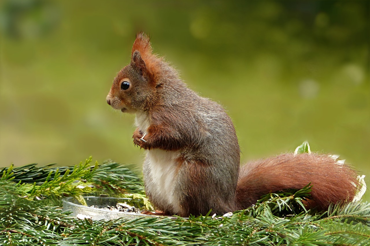 Gyvūnas,  Voverė,  Sciurus Vulgaris,  Žinduolis,  Graužikas,  Maitinimas,  Mielas,  Sėdi,  Dėmesio,  Be Honoraro Mokesčio