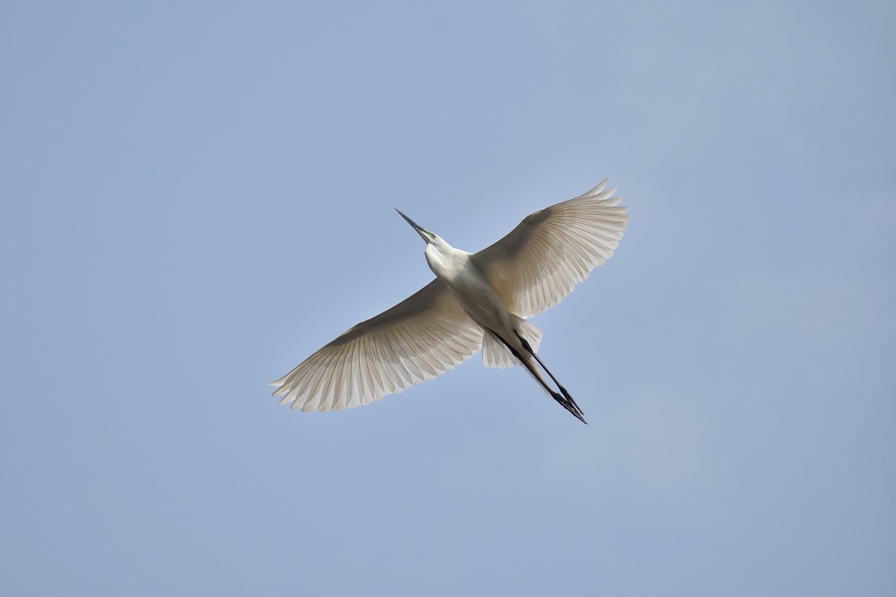 Gyvūnas,  Dangus,  Paukštis,  Laukiniai Paukščiai,  Egret,  Plunksnos,  Sparnai,  Skrydis,  Laisvas,  Laukinis Gyvūnas