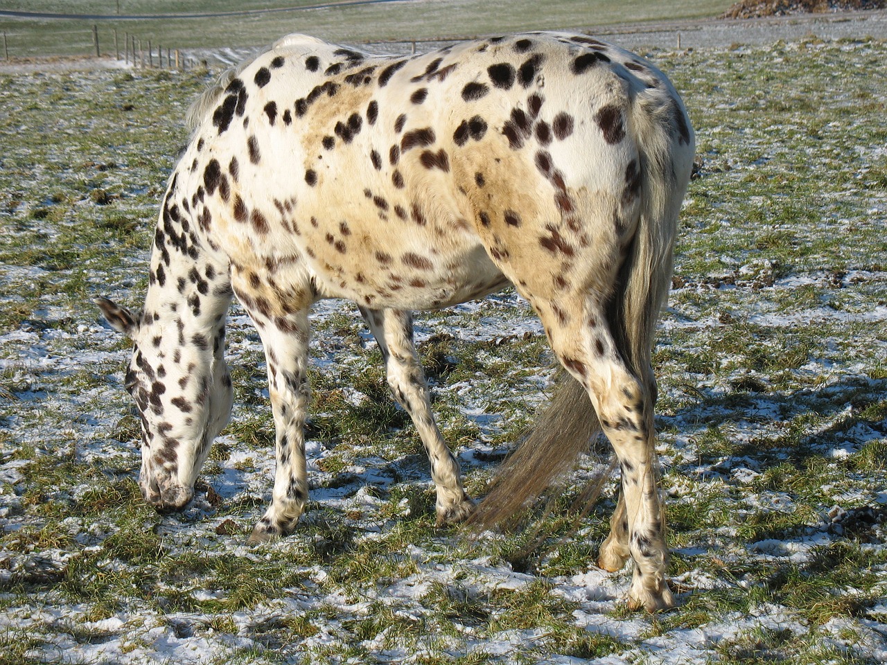 Gyvūnas,  Gyvūnų Pasaulis,  Žinduolis,  Gamta,  Laukiniai,  Arklys,  Pelėsiai,  Mažas Dėdė,  Pippi Longstocking,  Šaltas