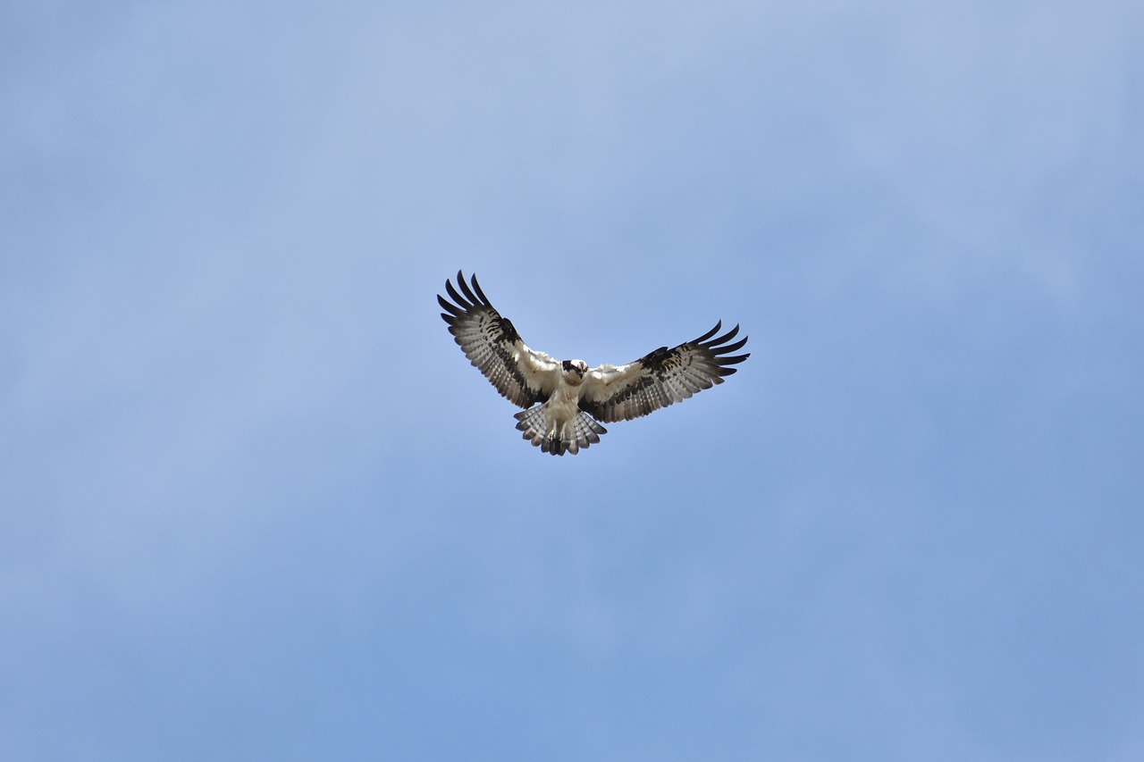 Gyvūnas,  Dangus,  Paukštis,  Laukiniai Paukščiai,  Raptoras,  Osprey,  Plunksnos,  Sparnai,  Skrydis,  Bangavimas