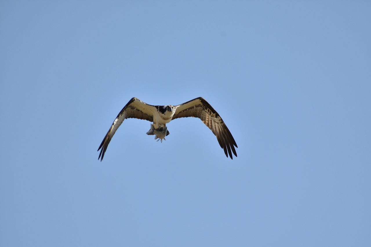 Gyvūnas,  Dangus,  Paukštis,  Laukiniai Paukščiai,  Raptoras,  Osprey,  Plunksnos,  Sparnai,  Skrydis,  Laisvas