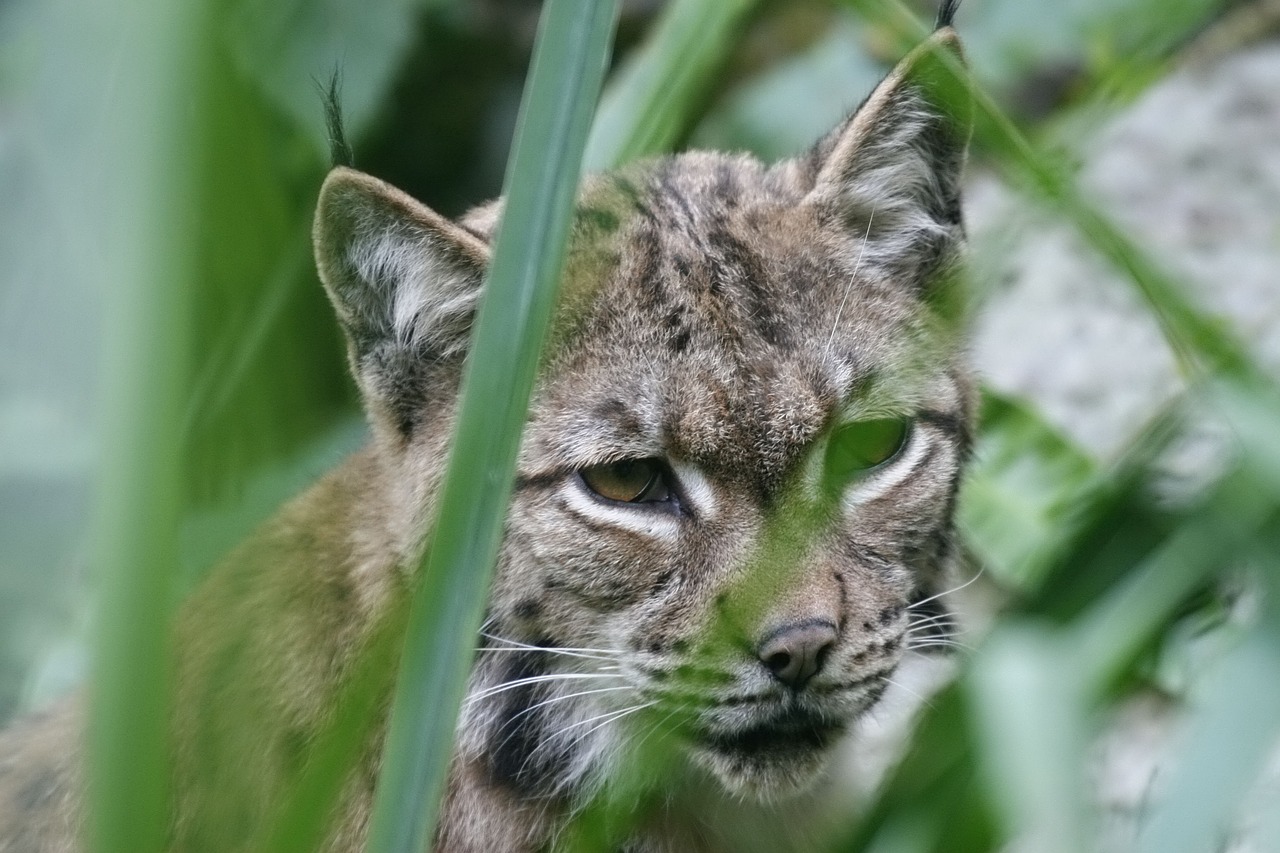 Gyvūnas,  Gamta,  Fauna,  Katė,  Be Honoraro Mokesčio, Nemokamos Nuotraukos,  Nemokama Licenzija