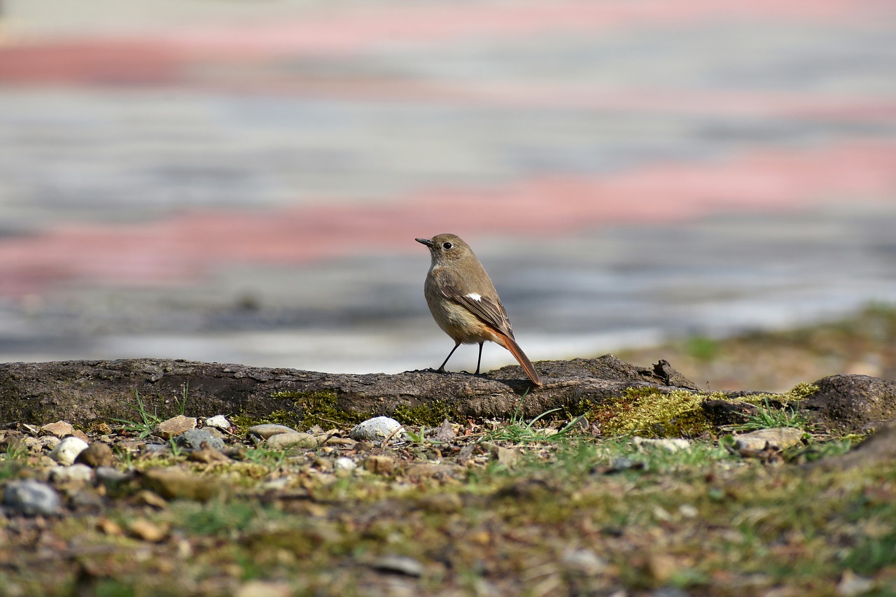 Gyvūnas,  Parkas,  Samanos,  Paukštis,  Laukiniai Paukščiai,  Flycatcher Departamentas,  Raktas,  Laukinis Gyvūnas,  Natūralus,  Be Honoraro Mokesčio