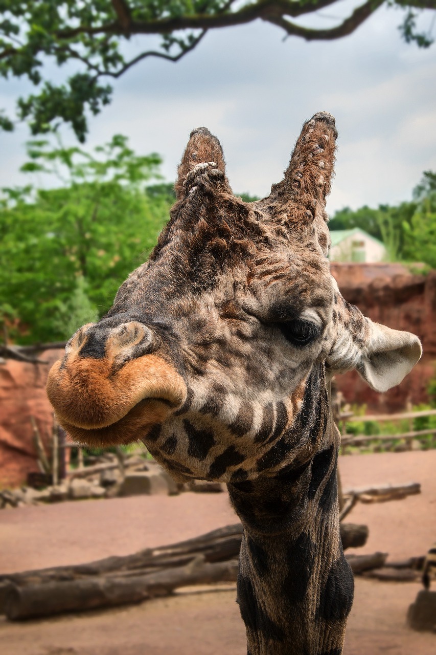 Gyvūnas,  Pobūdį,  Laukinių,  Zoo,  Hanoveris,  Žirafa, Nemokamos Nuotraukos,  Nemokama Licenzija