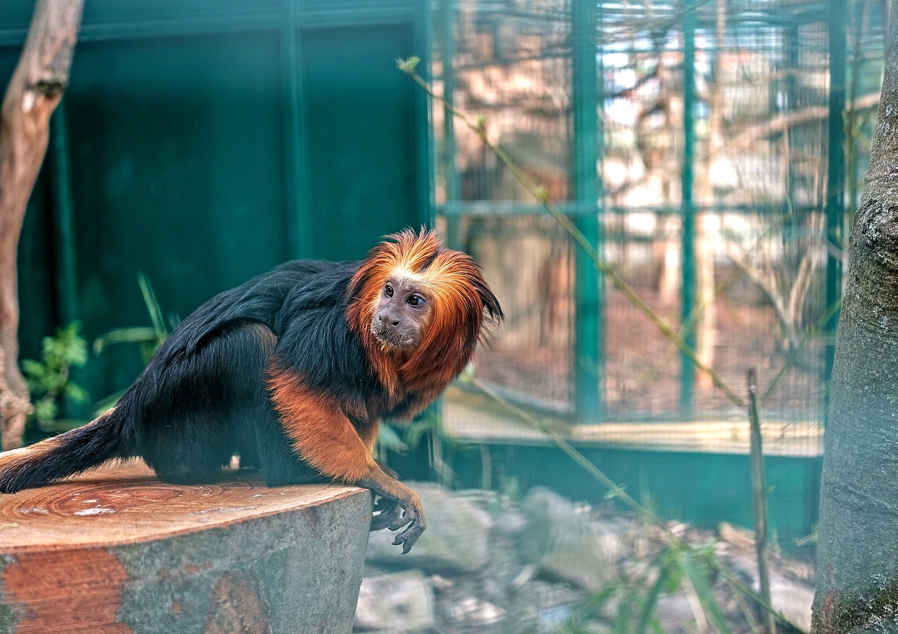 Gyvūnų,  Pobūdį,  Zoo,  Beždžionė,  Äffchen, Nemokamos Nuotraukos,  Nemokama Licenzija