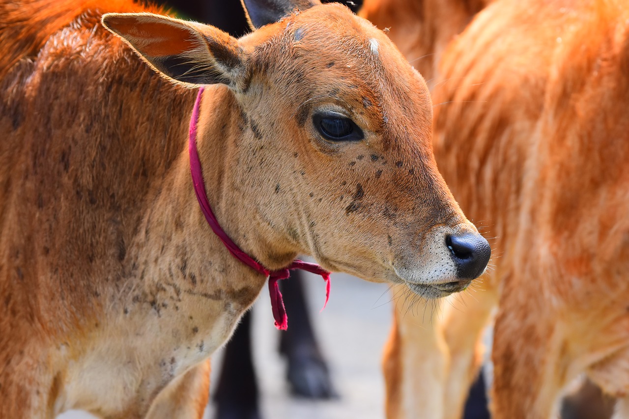 Gyvūnas,  Pobūdį,  Žinduolis,  Ūkis,  Karvė, Nemokamos Nuotraukos,  Nemokama Licenzija