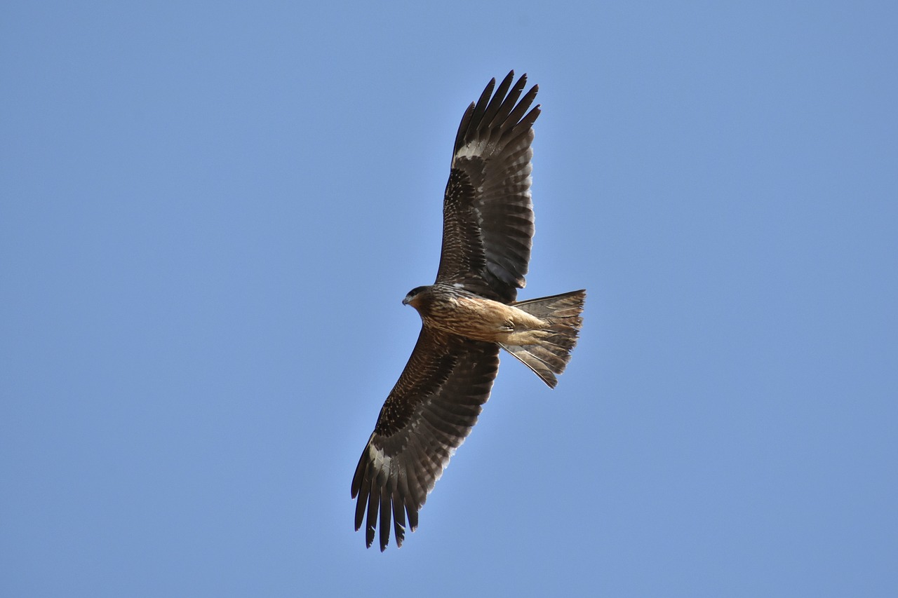 Gyvūnas,  Dangus,  Paukštis,  Laukiniais Paukščiais,  Raptor,  Vaizdo,  Plunksnų,  Sparnai,  Skrydis,  Laisvas