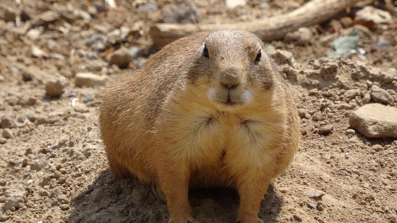 Gyvūnas,  Mažas,  Pobūdį,  Gyvūnijos Pasaulyje,  Žinduolis,  Meerkat,  Zoologijos Sodas, Nemokamos Nuotraukos,  Nemokama Licenzija