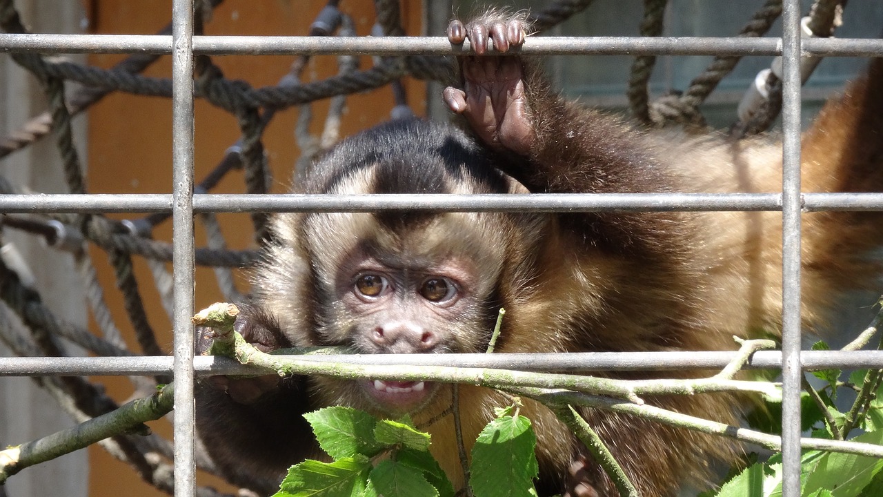 Gyvūnas,  Žinduolis,  Narvas,  Pobūdį,  Mielas,  Beždžionė,  Gyvūnijos Pasaulyje,  Zoo,  Jaunas, Nemokamos Nuotraukos