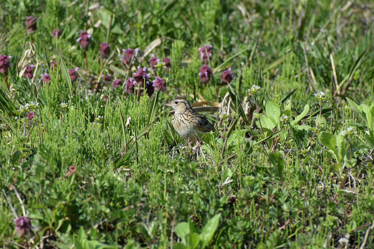 Gyvūnas,  Žolė,  Gėlės,  Paukštis,  Laukiniais Paukščiais,  Lark,  Laukinis Gyvūnas,  Natūralus, Nemokamos Nuotraukos,  Nemokama Licenzija