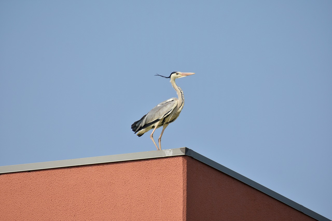 Gyvūnas,  Dangus,  Paukštis,  Laukiniais Paukščiais,  Heron,  Pilkųjų Garnių,  Laukinis Gyvūnas,  Natūralus, Nemokamos Nuotraukos,  Nemokama Licenzija