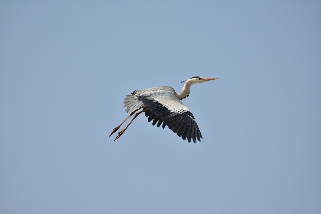 Gyvūnas,  Dangus,  Paukštis,  Laukiniais Paukščiais,  Heron,  Pilkųjų Garnių,  Plunksnų,  Sparnai,  Skrydis,  Laisvas