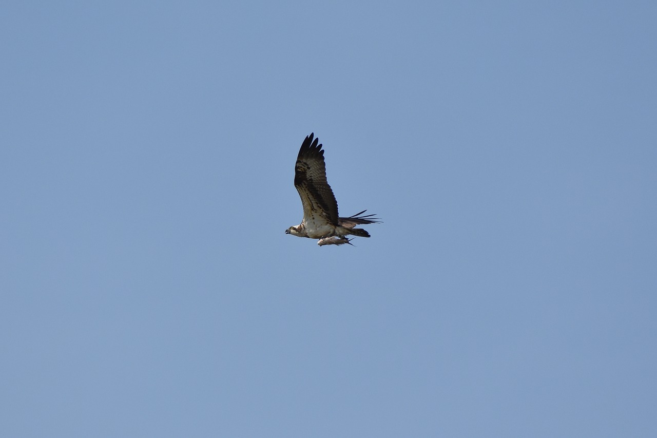 Gyvūnas,  Dangus,  Paukštis,  Laukiniais Paukščiais,  Raptor,  Osprey,  Plunksnų,  Sparnai,  Skrydis,  Laisvas