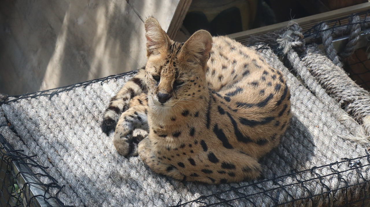 Gyvūnas,  Pobūdį,  Gyvūnijos,  Katė,  Žinduoliai,  Zoologijos Sodas, Nemokamos Nuotraukos,  Nemokama Licenzija