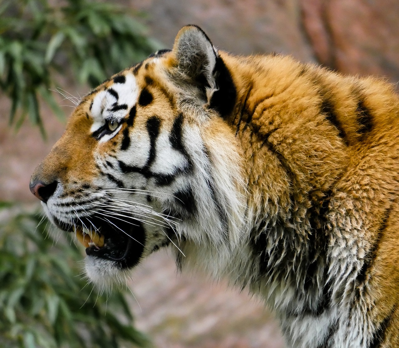 Gyvūnas,  Tigras,  Didelė Katė,  Predator,  Sibiro Tigras,  Tiergarten Nürnberg,  Laukinių,  Dantis,  Gyvūnų Portretas,  Galva