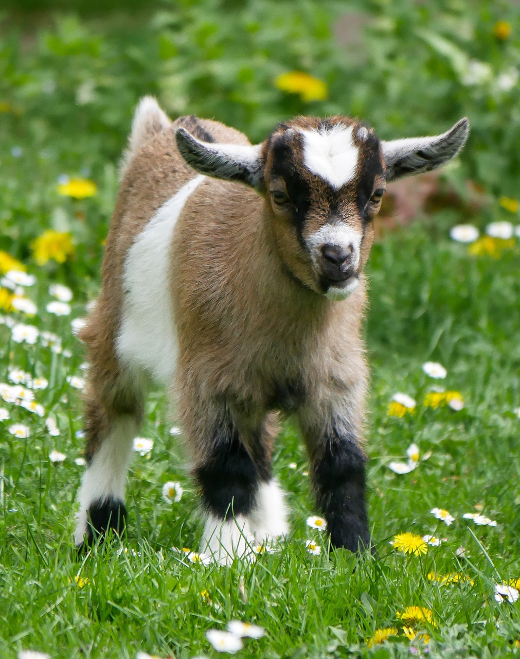 Gyvūnas,  Augintinė,  Ožka,  Jauna Ožka,  Ūkis,  Vaikas,  Žaismingas,  Mažas Ožkos,  Meadow,  Pavasaris