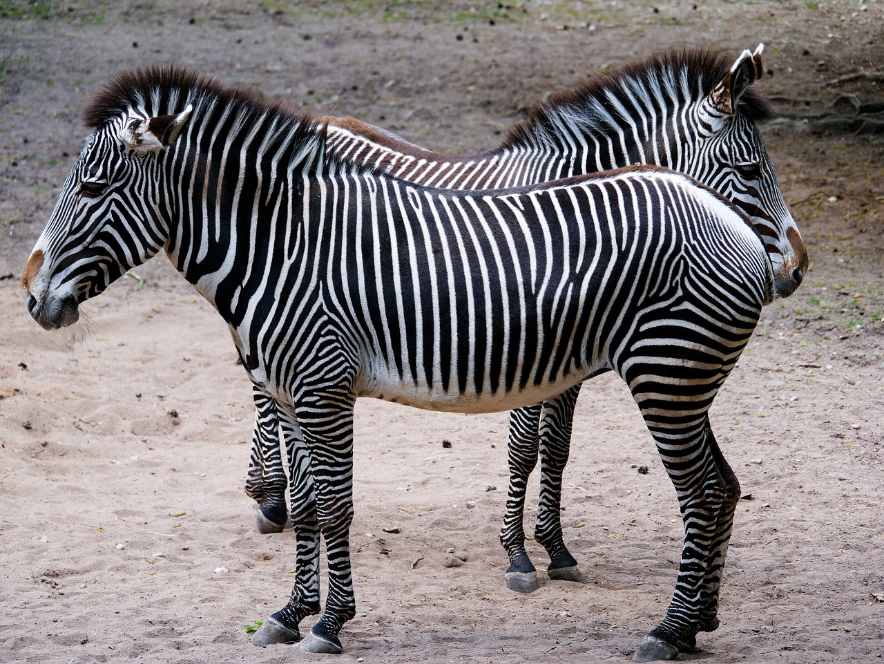 Gyvūnas,  Zebra,  Juostelės,  Juoda Balta,  Modelis,  Karčiai,  Gyvūnijos Pasaulyje,  Laukinių,  Afrika, Nemokamos Nuotraukos