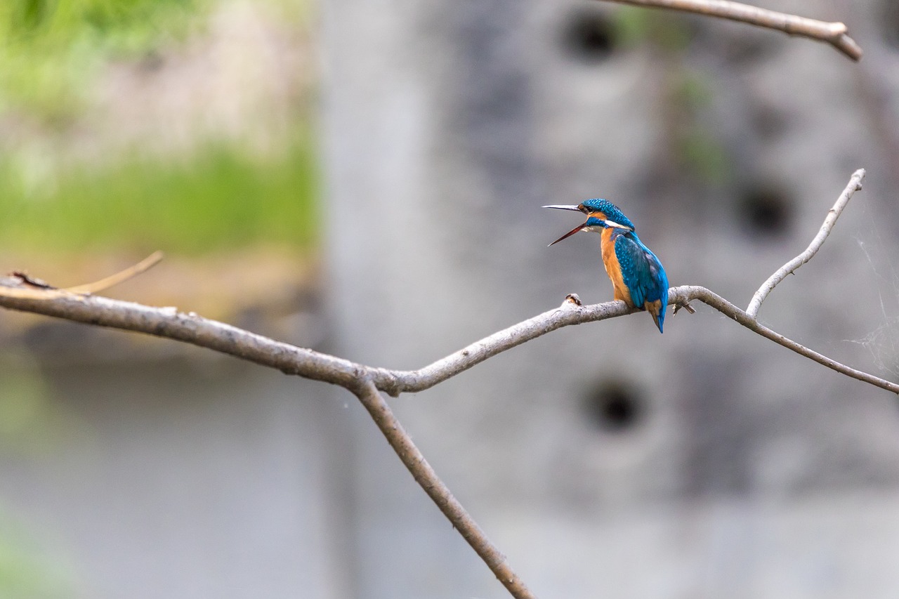 Gyvūnas,  Fonas,  Snapas,  Gražus,  Gražus Kingfisher,  Grožio,  Paukštis,  Mėlyna,  Filialas,  Spalva