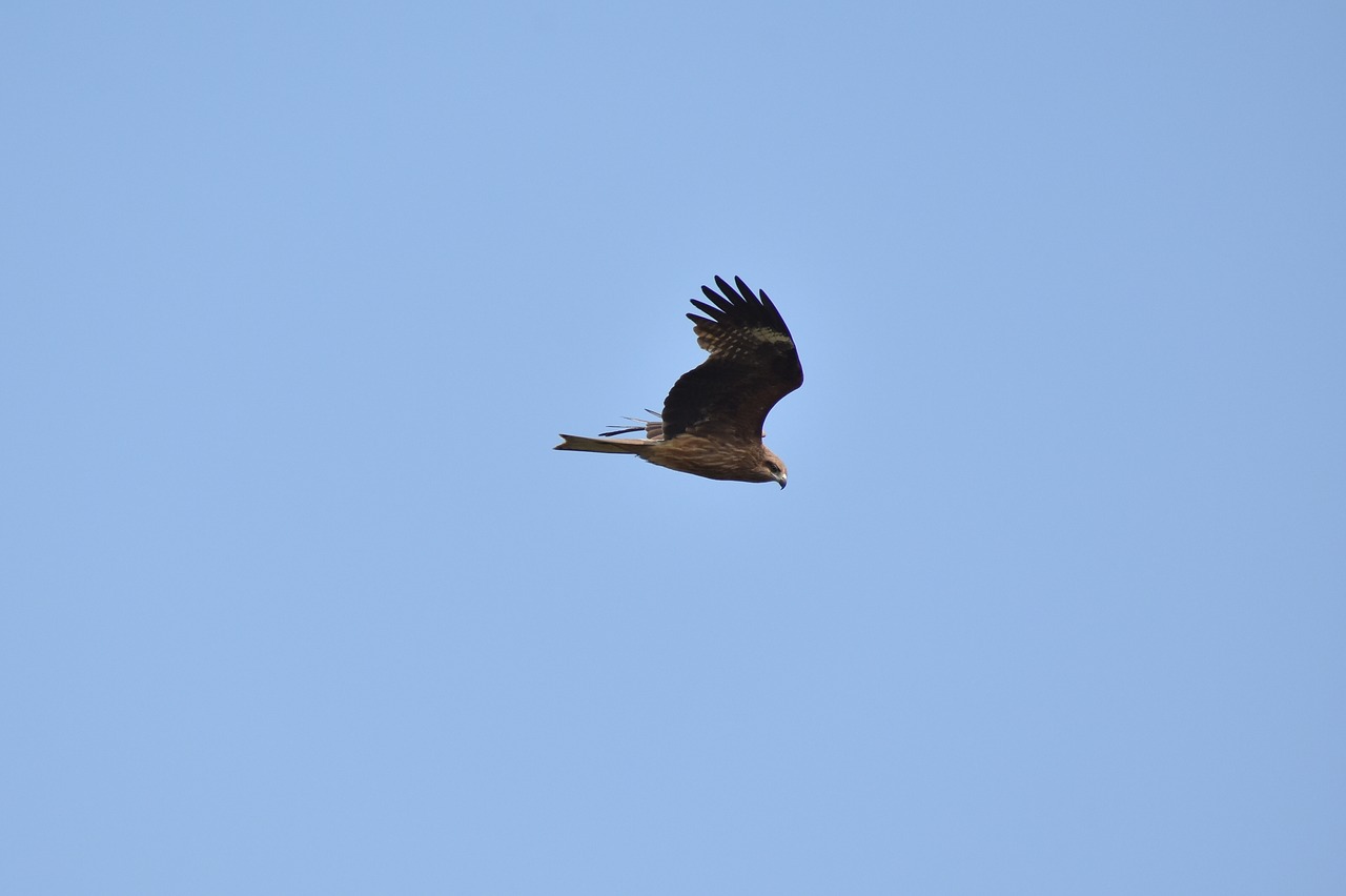 Gyvūnas,  Dangus,  Paukštis,  Laukiniais Paukščiais,  Raptor,  Vaizdo,  Plunksnų,  Sparnai,  Skrydis,  Laisvas