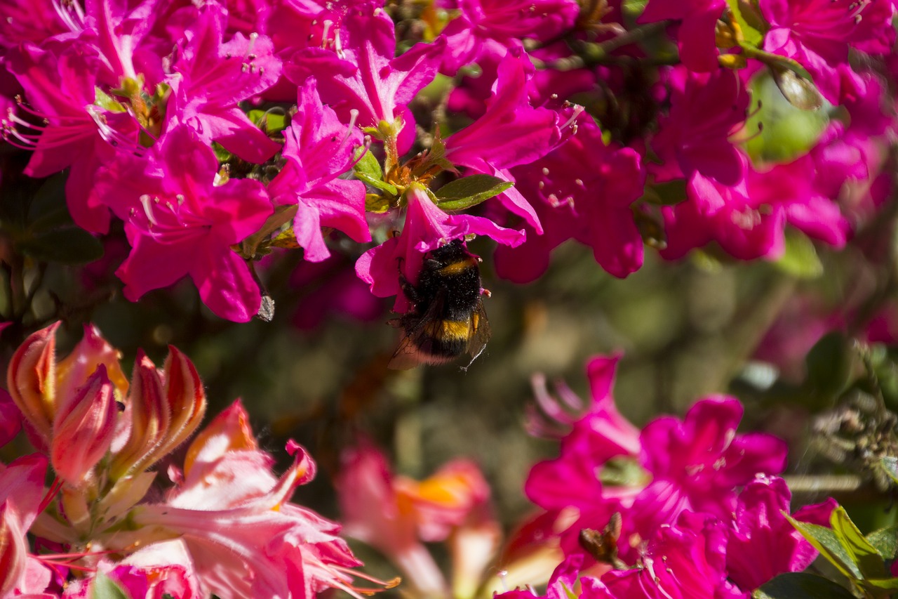 Gyvūnas,  Hummel,  Žiedas,  Žydi,  Vabzdys,  Maisto,  Žiedlapiai,  Raudona,  Pobūdį,  Surinkti Nektarą